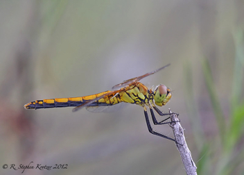 Sympetrum semicinctum, female